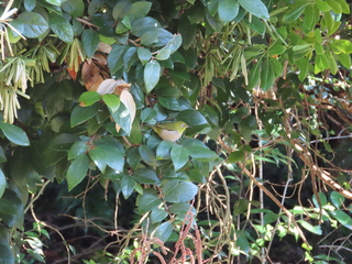 Zosterops japonicus