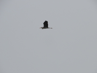 Ardea cinerea