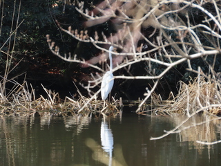 Ardea alba
