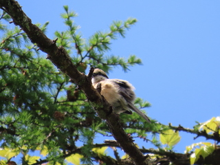 Sitta europaea