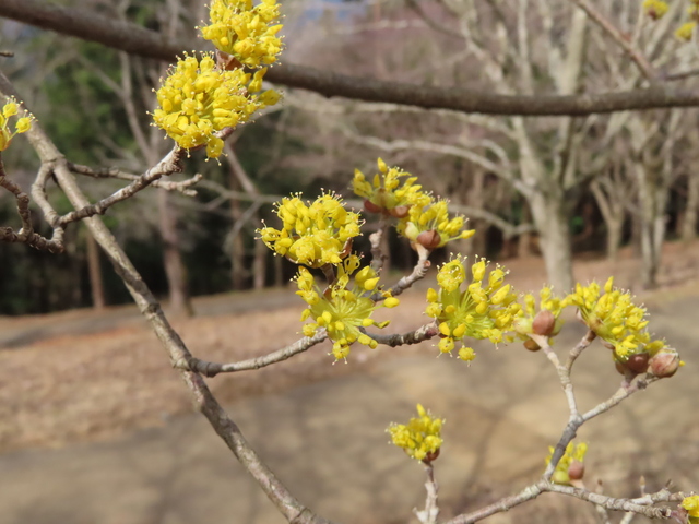 Cornus officinalis