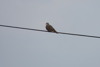 Streptopelia orientalis