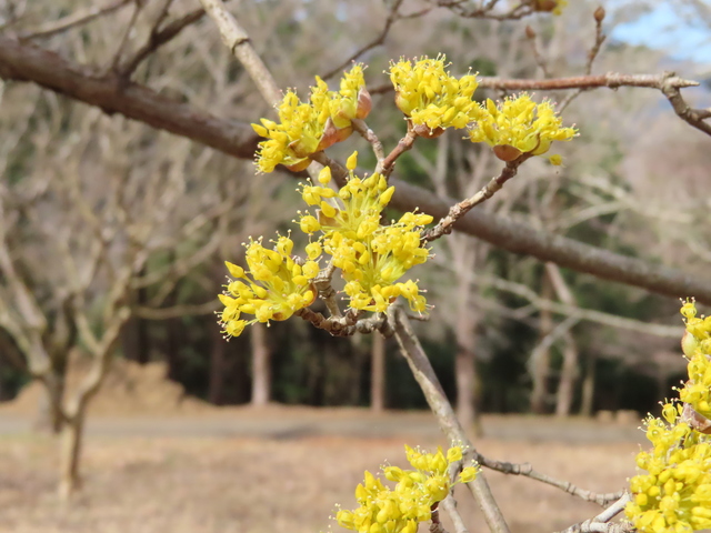 Cornus officinalis