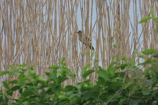Acrocephalus orientalis