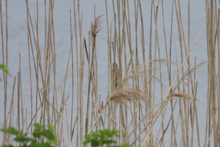 Acrocephalus orientalis
