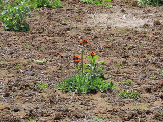 Hieracium aurantiacum