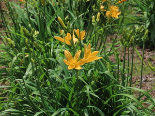 Hemerocallis middendorffii var. esculenta