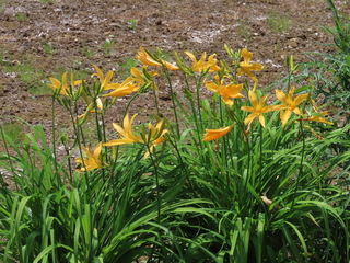 Hemerocallis middendorffii var. esculenta