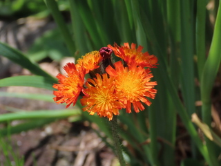 Hieracium aurantiacum