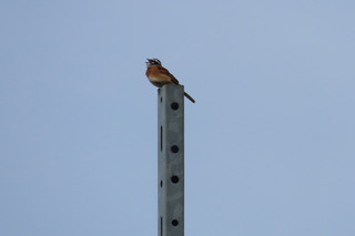 Emberiza cioides