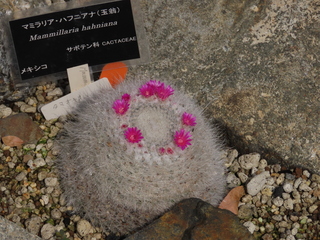 Mammillaria hahniana