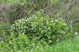 Rosa multiflora
