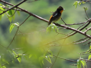 Ficedula narcissina