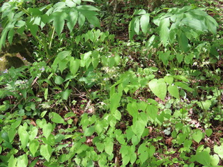 Epimedium koreanum