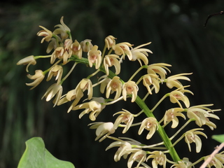 Dendrobium speciosum var. pedunculatum