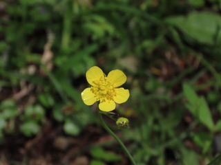 Ranunculus japonicus
