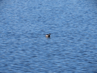 Podiceps nigricollis