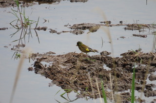 Chloris sinica