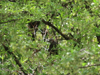 Hypsipetes amaurotis