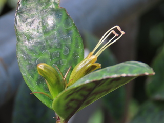 Aeschynanthus longicaulis