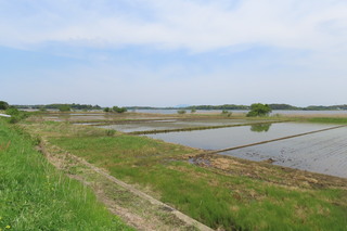 rice paddy