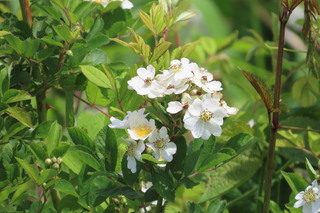 Rosa multiflora