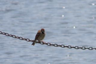Passer montanus