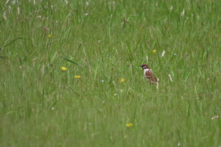 Passer montanus