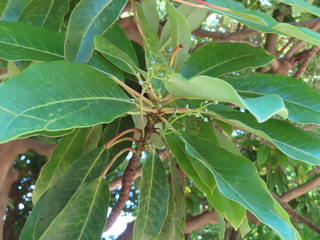 Daphniphyllum macropodum