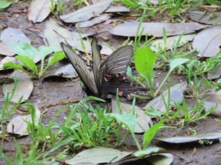 Atrophaneura alcinous
