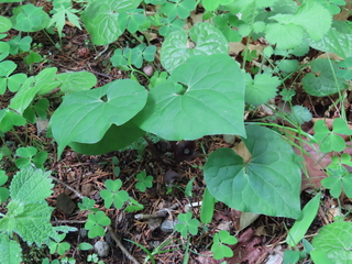 Asarum sieboldii 