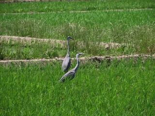 Ardea cinerea