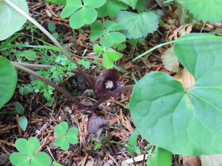 Asarum sieboldii 