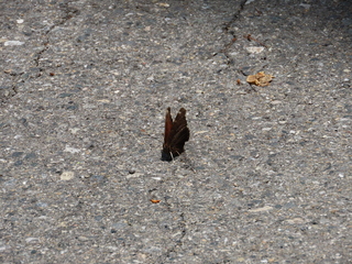 Nymphalis antiopa