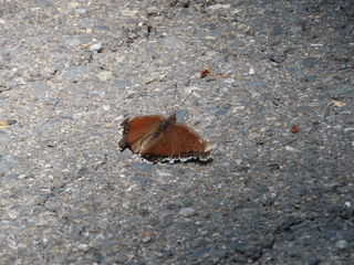 Nymphalis antiopa