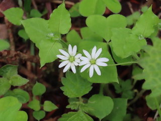 Stellaria sessiliflora