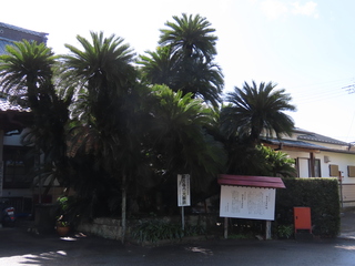 Cycas revoluta