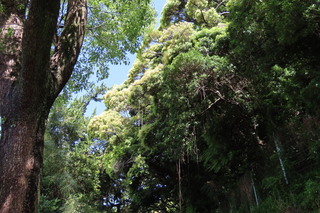 Castanopsis sieboldii