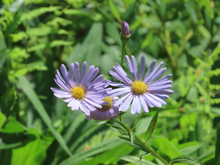 Aster koraiensis