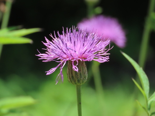 Serratula coronata subsp. insularis