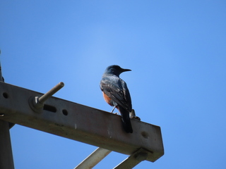 Monticola solitarius