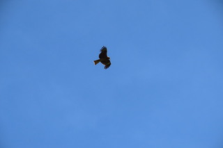 Milvus migrans