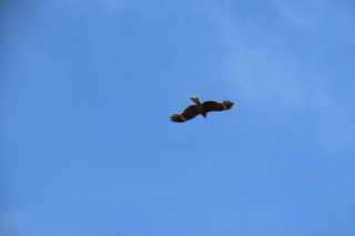 Milvus migrans