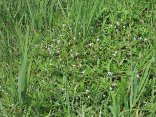 IMG_3296.JPG