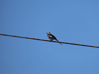 Motacilla alba lugens