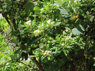 Pittosporum tobira