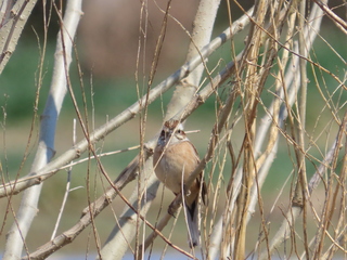 Emberiza cioides