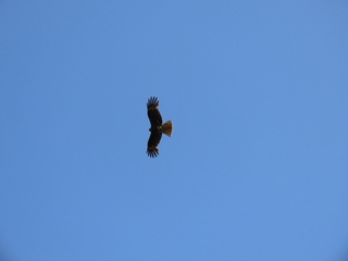 Milvus migrans