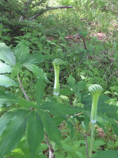 Arisaema serratum