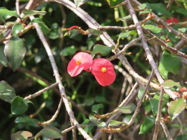 Euphorbia geroldii